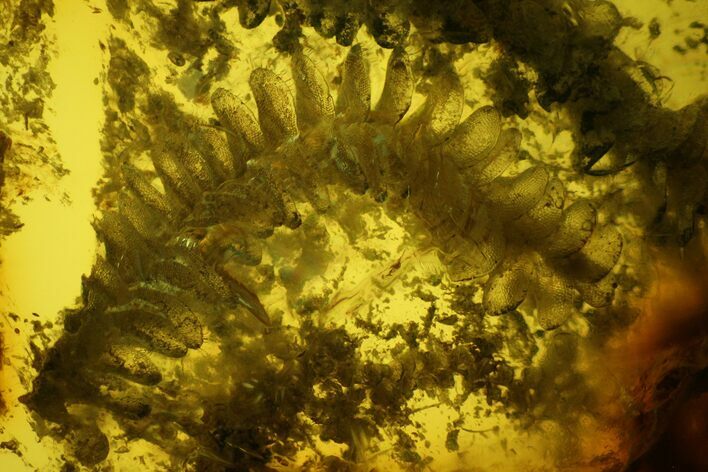 Detailed Fossil Liverwort (Bryophyta) In Baltic Amber #183659